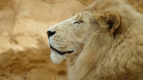 Gratis stockfoto met barbaars, bedreigde diersoorten, beest