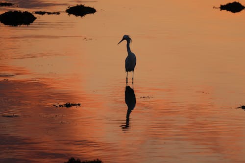 Gratis lagerfoto af cove island park, egrets, fugle