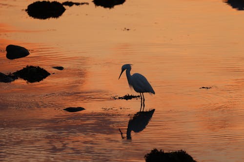Gratis lagerfoto af cove island park, egrets, fugle