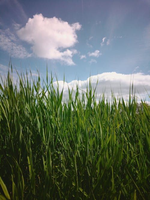 Безкоштовне стокове фото на тему «газон, ґрунт, зернові»