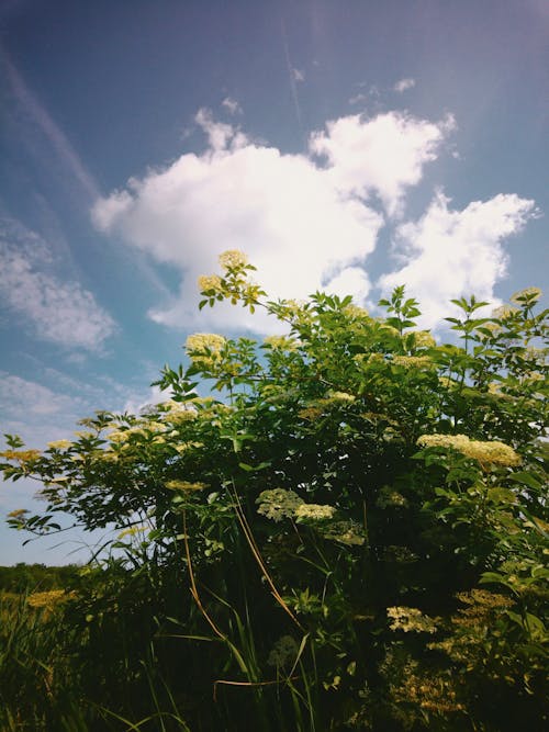 Безкоштовне стокове фото на тему «Деревина, дерево, зростання»