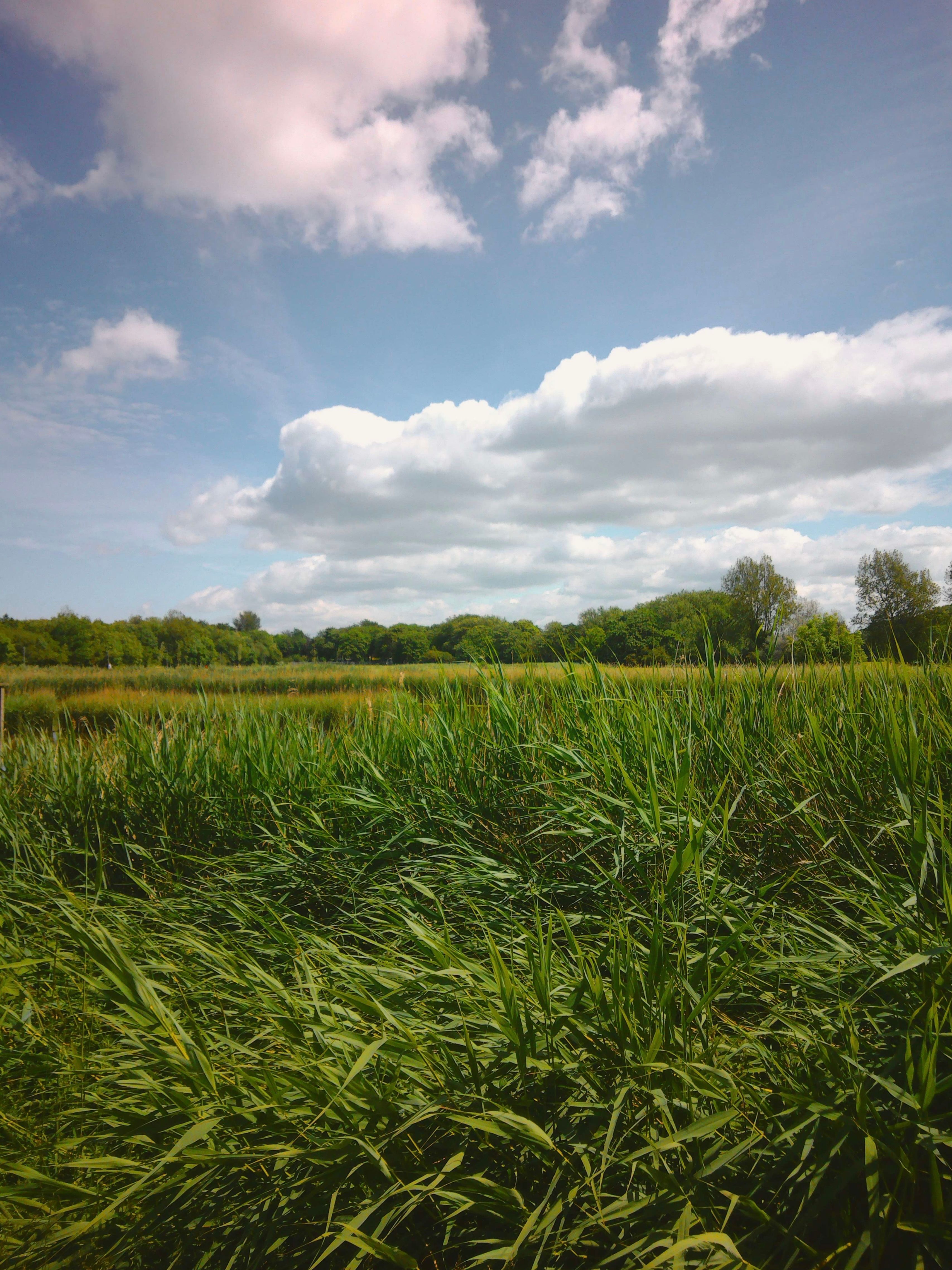 A grassy field with a blue sky and clouds · Free Stock Photo