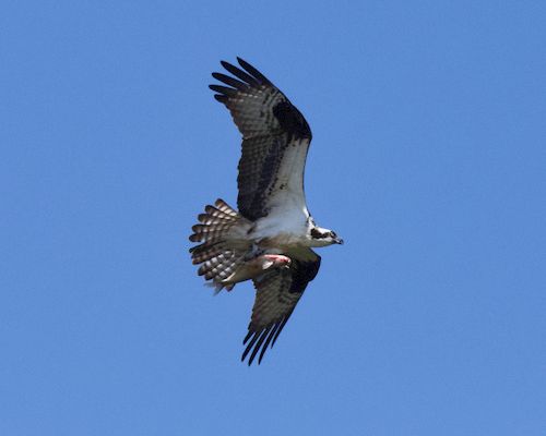 Free Osprey soaring in a clear sky with fish. Captured in Decatur, AL. Stock Photo