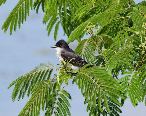 Free Eastern Kingbird resting on a mimosa tree branch in Decatur, AL, showcasing natural avian beauty. Stock Photo