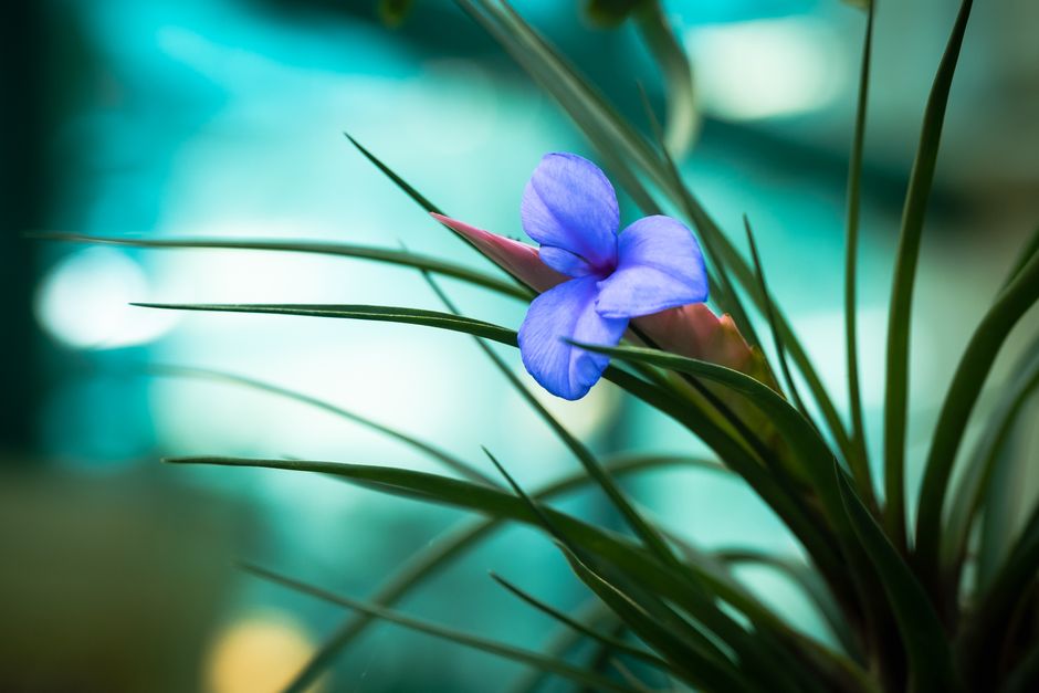 Tillandsia cyanea
