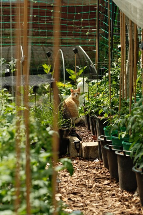 Free A ginger cat sitting amidst potted plants in a lush garden, enjoying the sunlight. Stock Photo