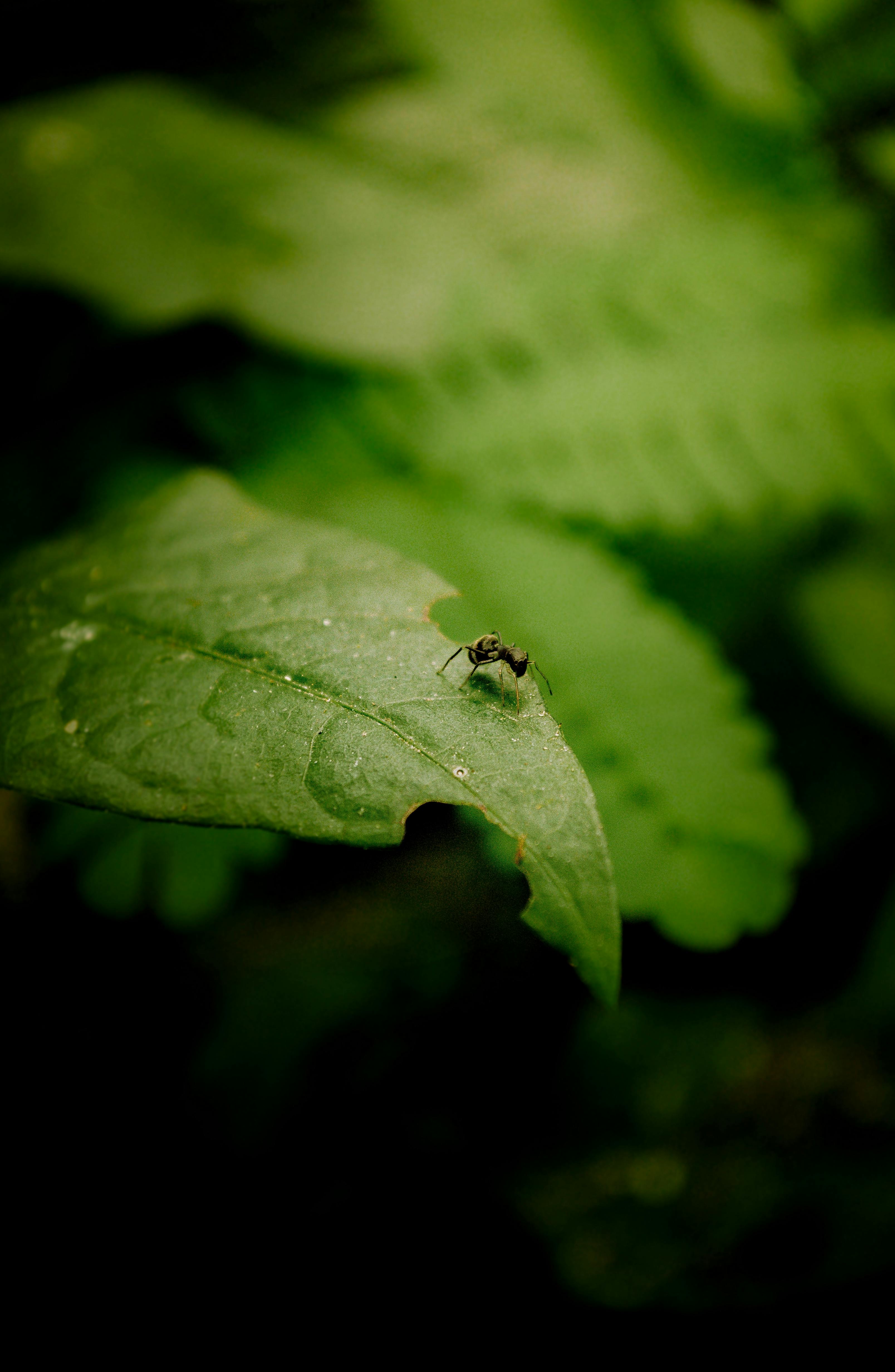 Close-up image of an ant on a vibrant green leaf, showcasing detailed nature photography.