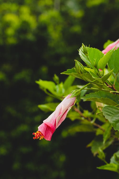 Základová fotografie zdarma na téma amapola, guaynabo, květiny