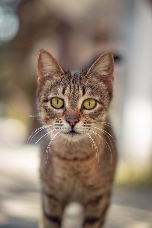 Free A close-up portrait of a curious striped tabby cat, showcasing beautiful green eyes. Stock Photo