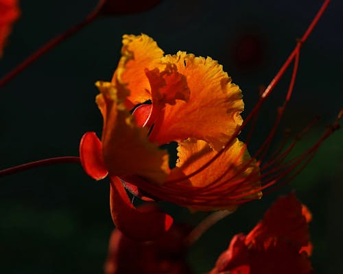 คลังภาพถ่ายฟรี ของ ความภาคภูมิใจของบาร์เบโดส, ดอกไม้