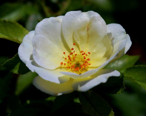 玫瑰, 花 的 免费素材图片