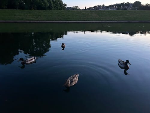 Foto profissional grátis de cisnes, cisnes brancos, cisnes mudos