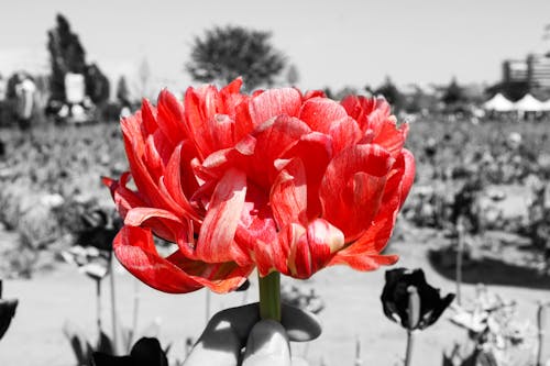Fotos de stock gratuitas de b & w fotografía, blanco y negro, campo de flores