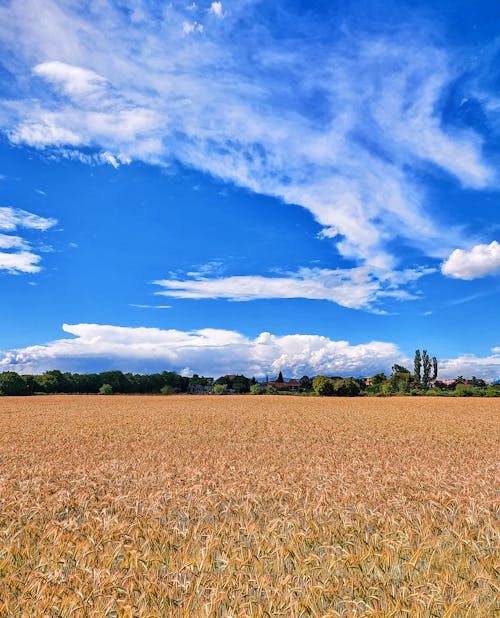 alan, buğday tarlası, bulutlar içeren Ücretsiz stok fotoğraf