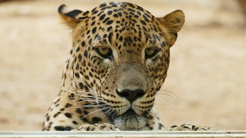 Бесплатное стоковое фото с большой, большой кот, гепард