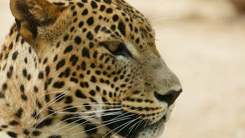 Бесплатное стоковое фото с большой кот, гепард, глаз