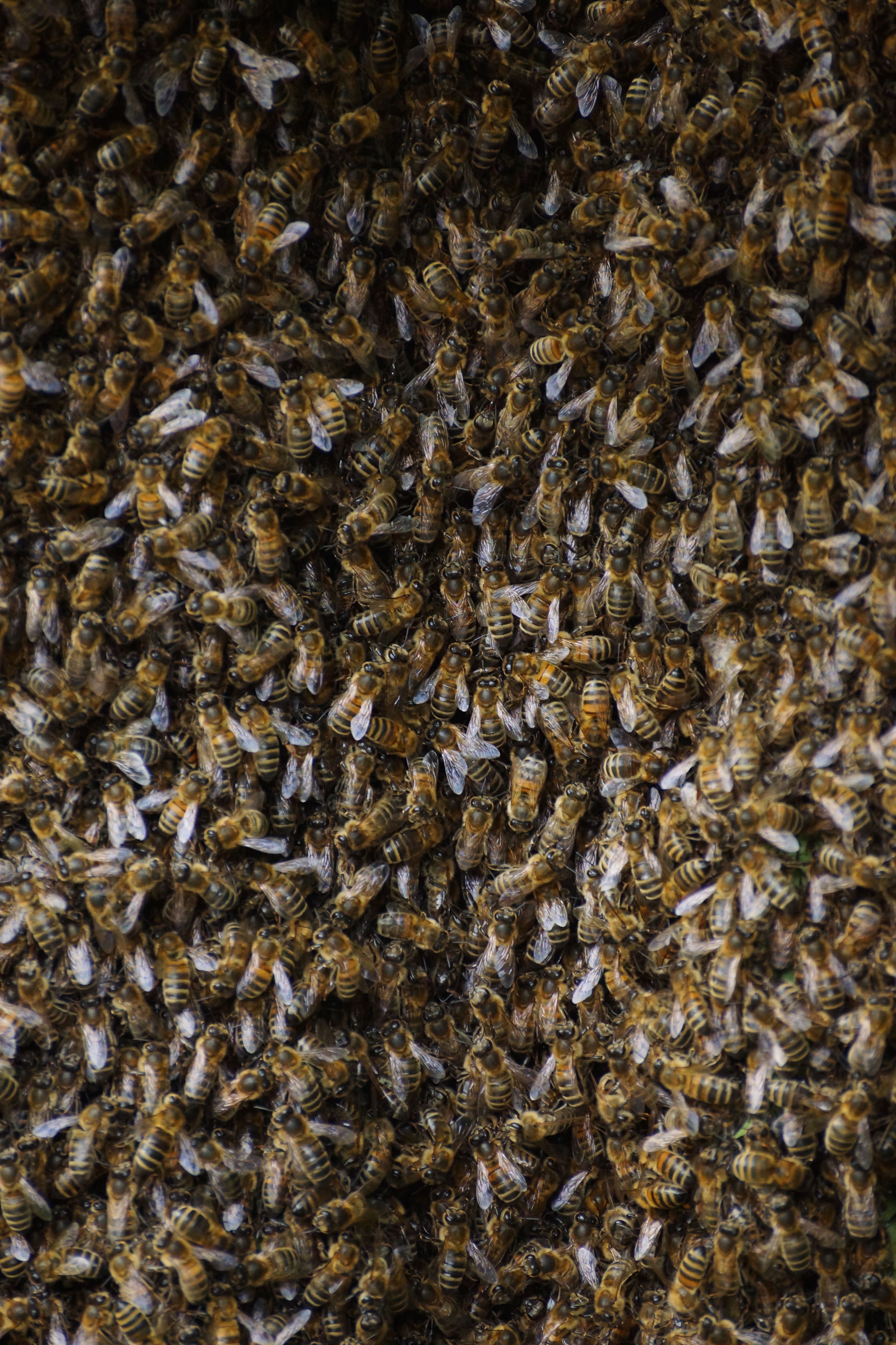 Sajad. isz - Close-up of a dense swarm of honey bees showcasing intricate patterning and texture.