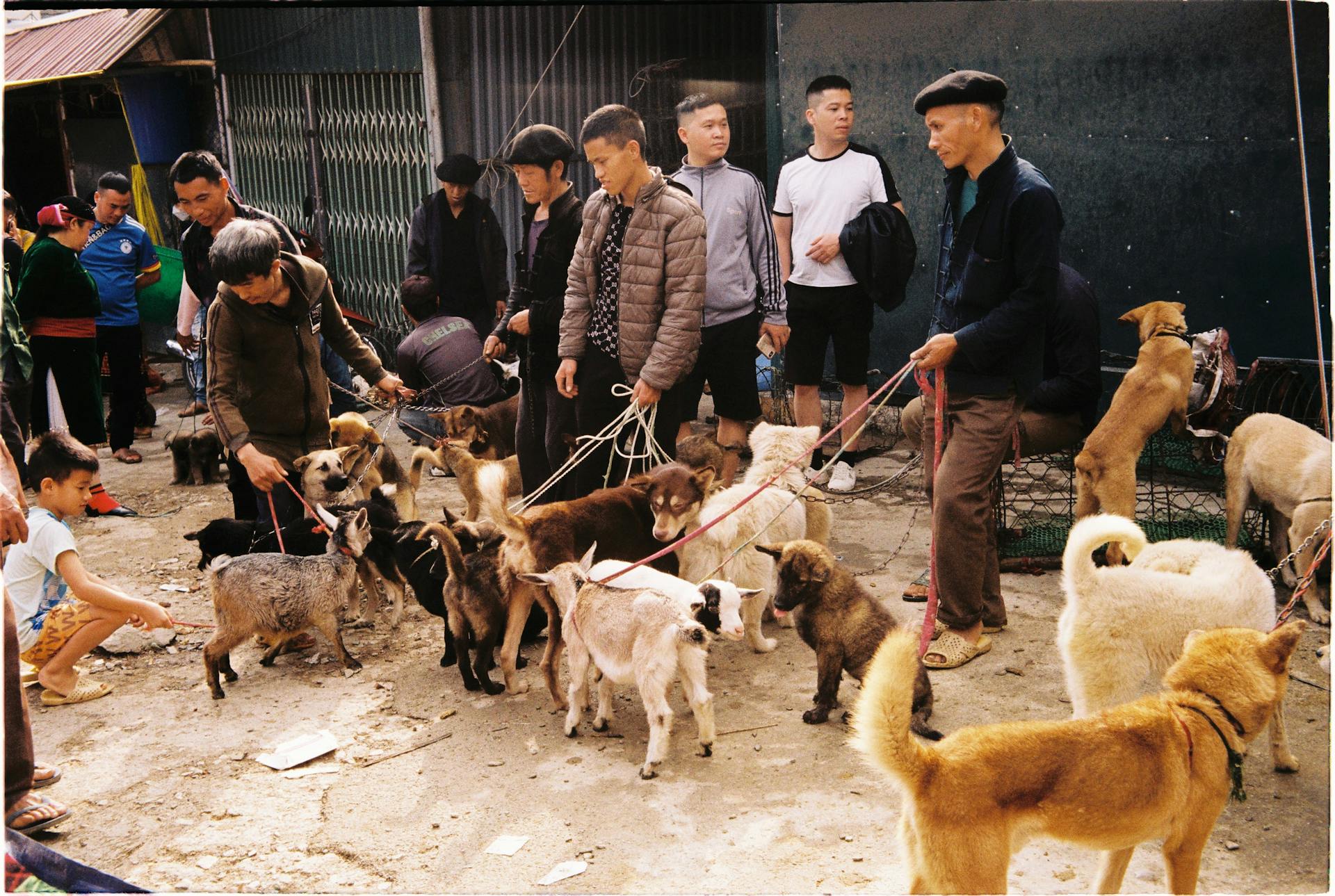 Un groupe d'hommes avec des chèvres et des chiens