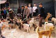 Is Hemorrhagic Gastroenteritis In Dogs Contagious Explained