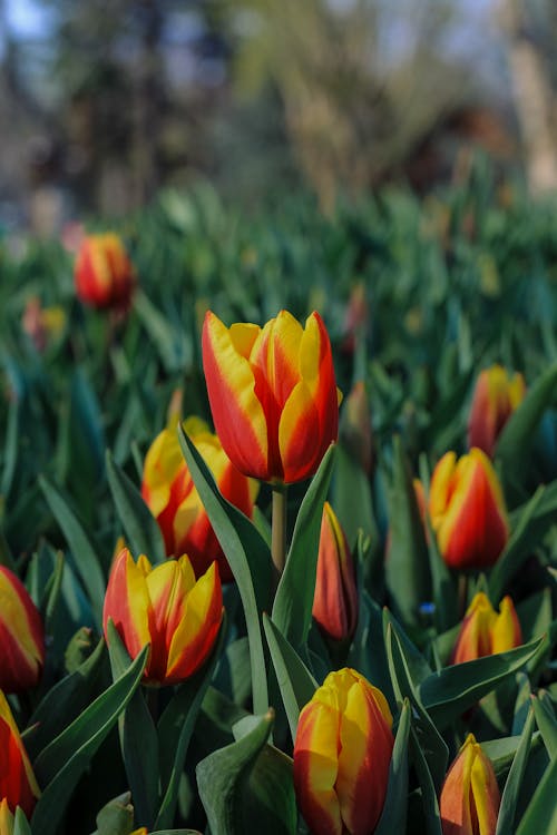 A field of yellow and red tulips