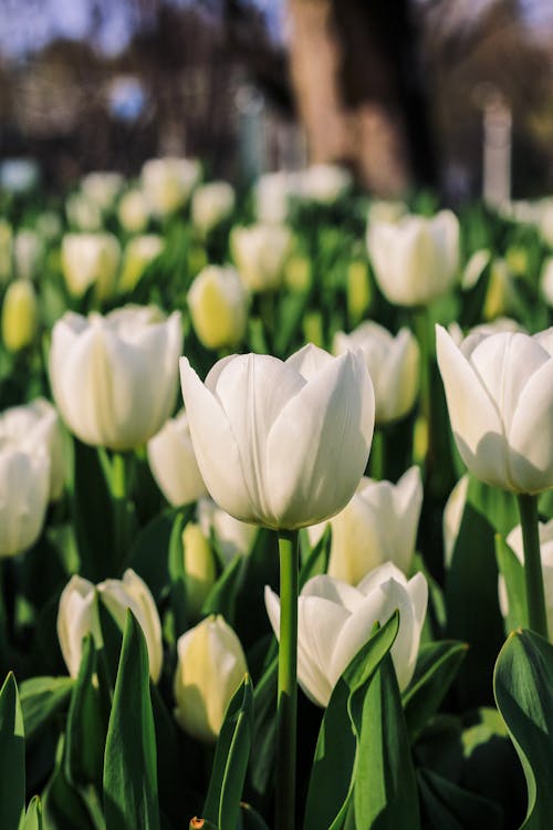 A field of white tulips with green grass