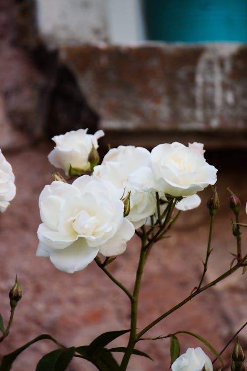 White roses in a pot with a blue vase