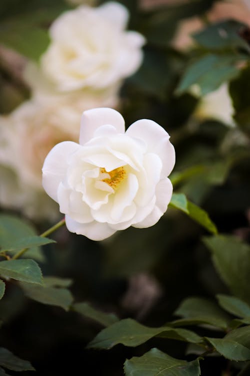 A white rose is blooming in the garden