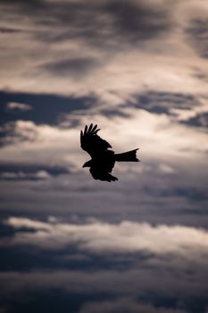 eagle photo