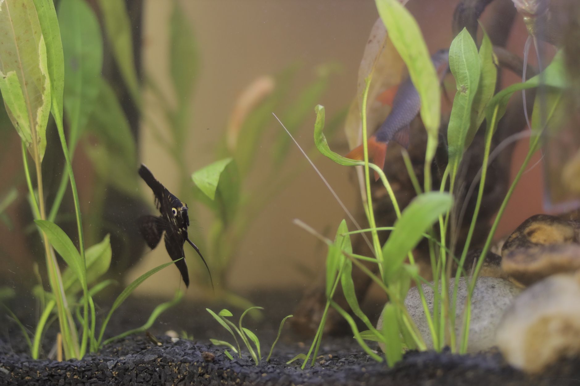Close-up of a vibrant angelfish swimming among green plants in a freshwater aquarium.