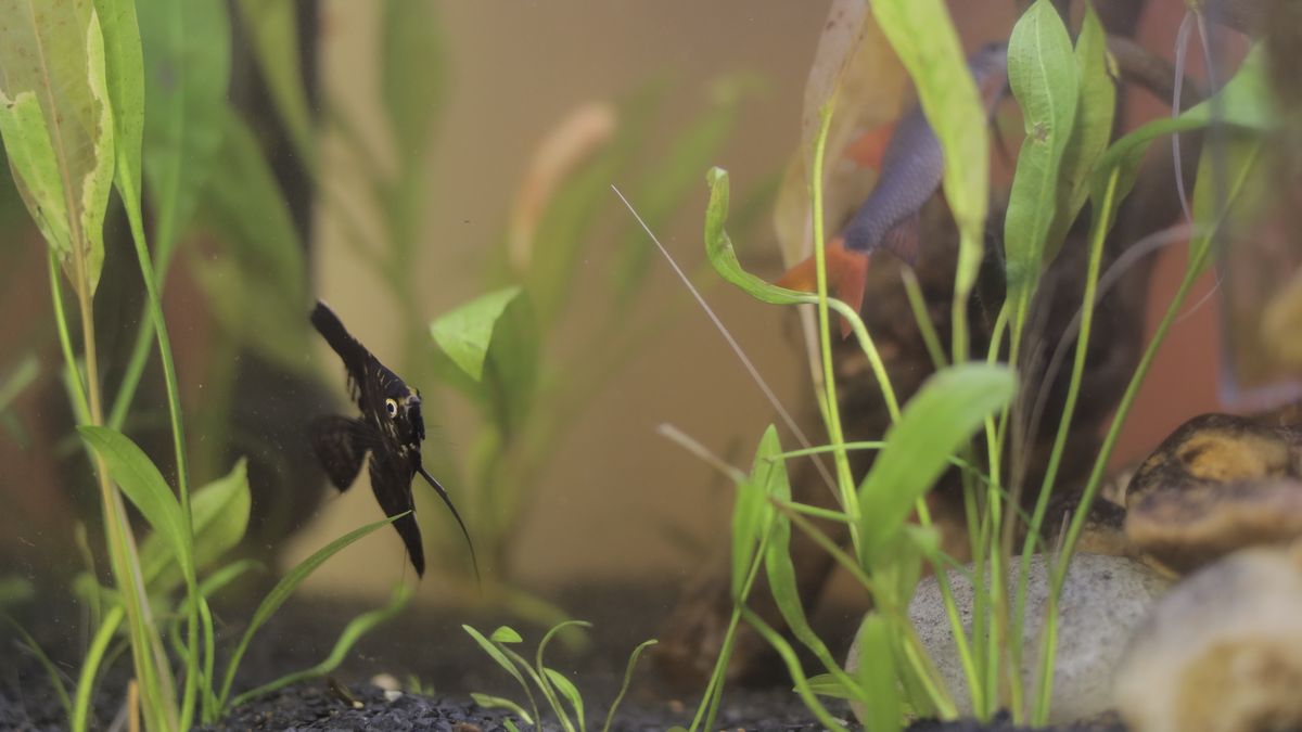 Planted Aquarium Setup: Light, Substrate, Plants & CO2 Balance
