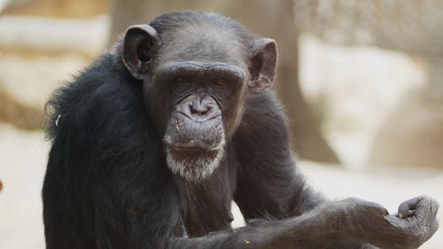 チンパンジー, ヘア, 動物の無料の写真素材