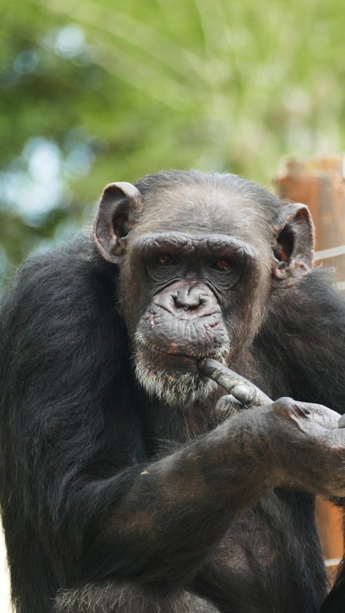 Gratis lagerfoto af baby, behåret, chimpanse