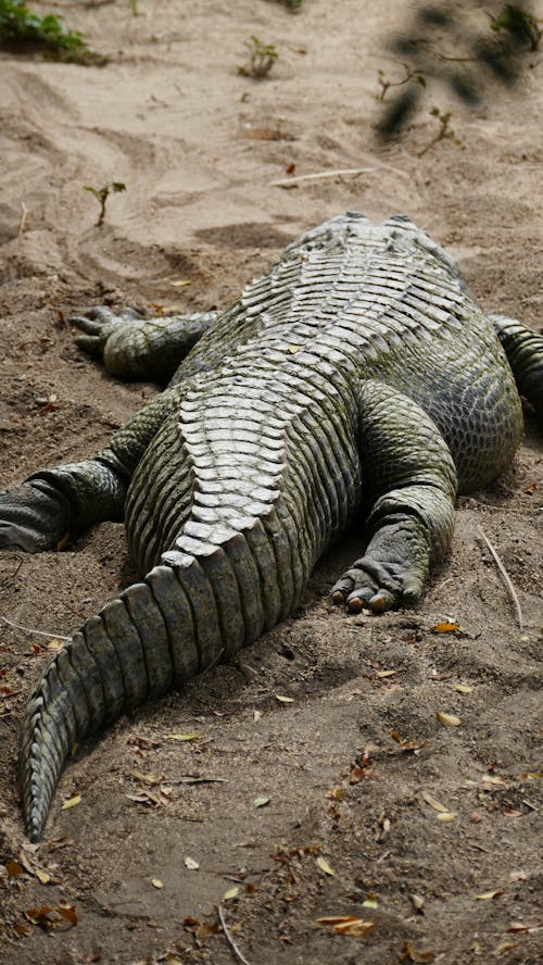 Ilmainen kuvapankkikuva tunnisteilla alligaattori, eläin, eläintarha
