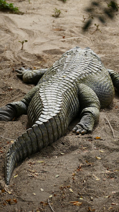 Foto d'estoc gratuïta de a l'aire lliure, aigua, animal