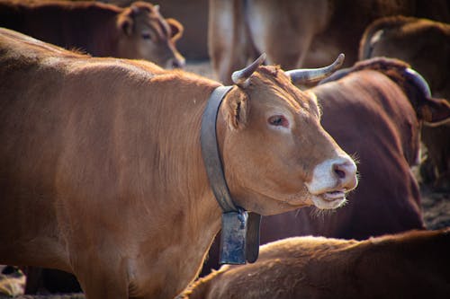 Free Photo of Brown Cattle Stock Photo