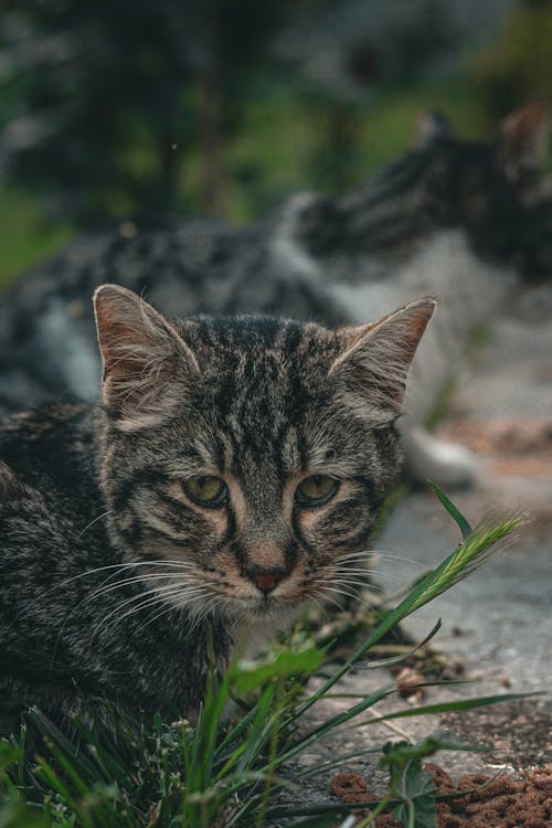 Foto d'estoc gratuïta de a l'aire lliure, animal, bigoti