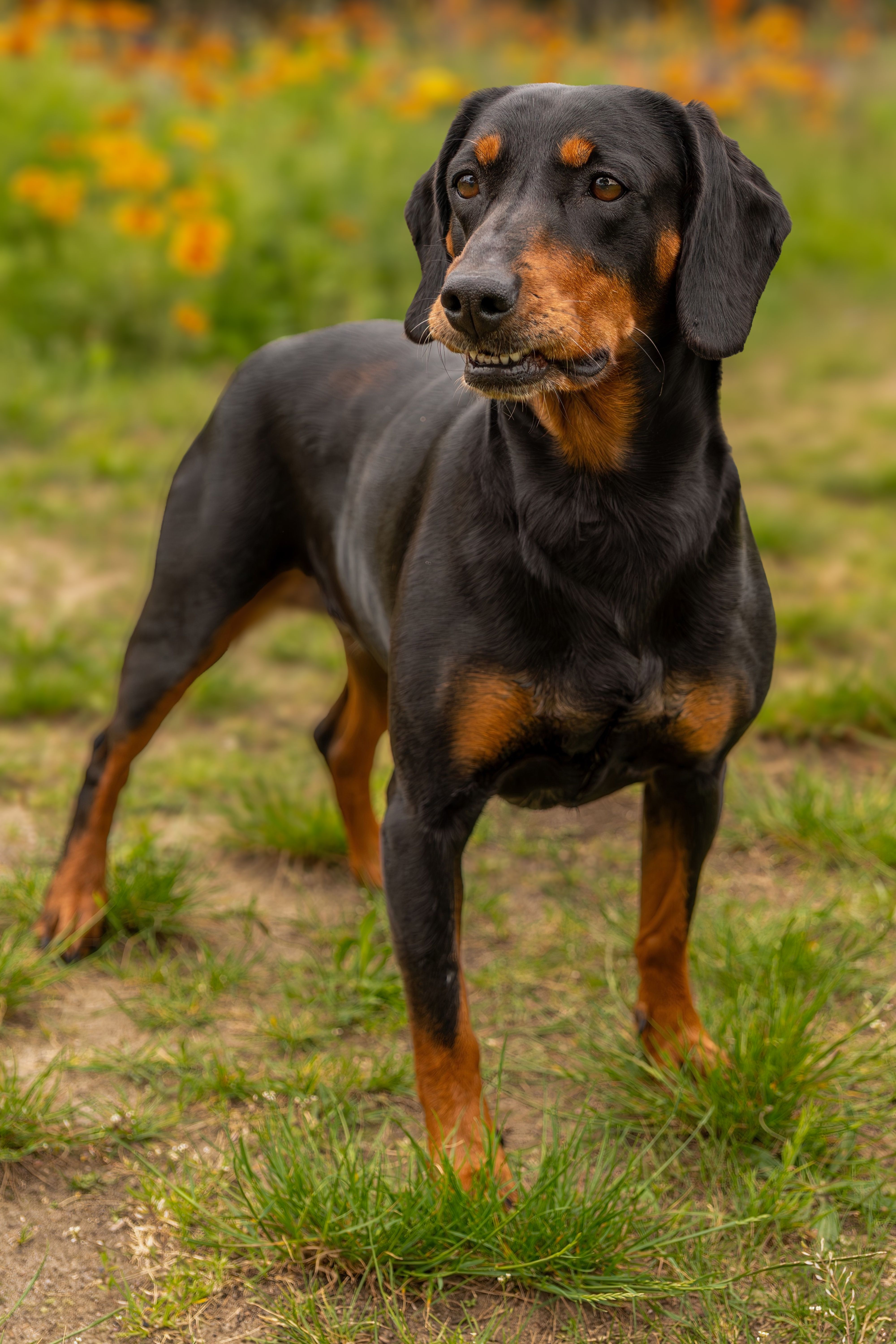 A beautiful black and tan dog standing alertly in a garden with orange flowers.