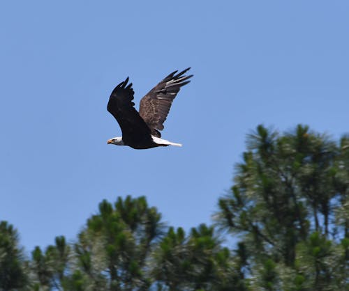 Bald Eagle 