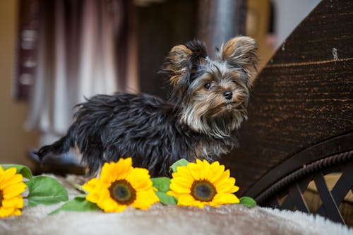 Δωρεάν στοκ φωτογραφιών με Yorkshire Terrier, αξιολάτρευτος, Γιορκσάιρ Τεριέ