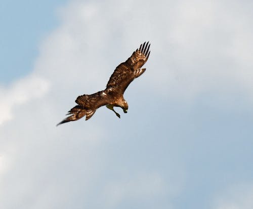 Red Tail Hawk 