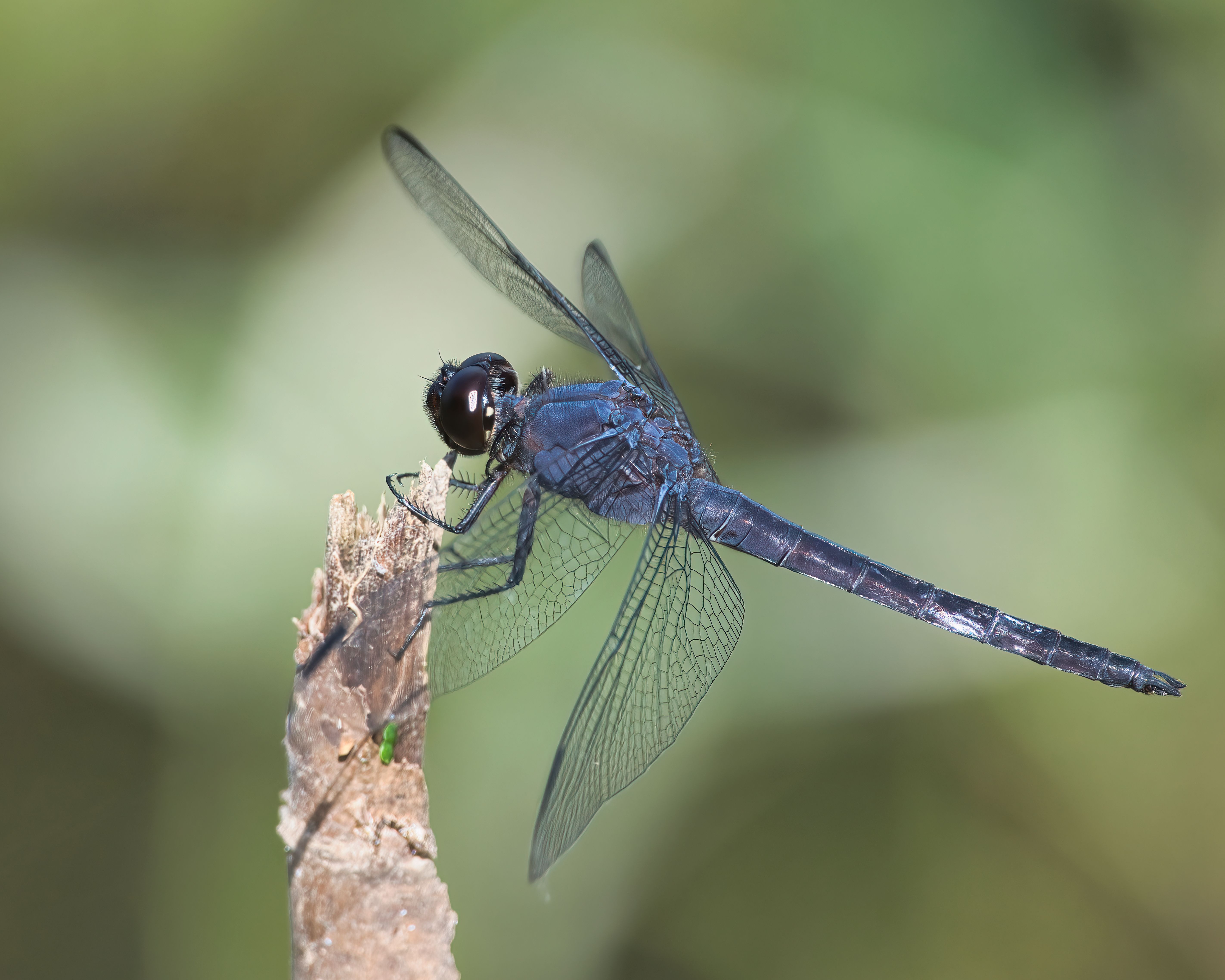 Black Blue and White Dragonfly · Free Stock Photo