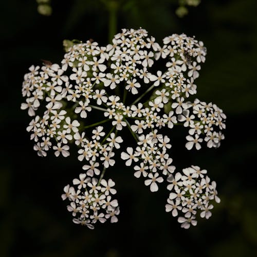Безкоштовне стокове фото на тему «багаторічна рослина, білий, ботаніка»
