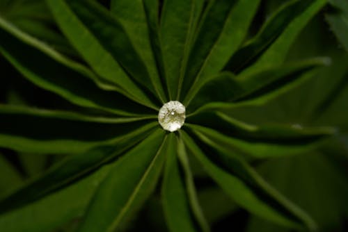 Безкоштовне стокове фото на тему «lupinus polyphyllus, ботаніка, вени»