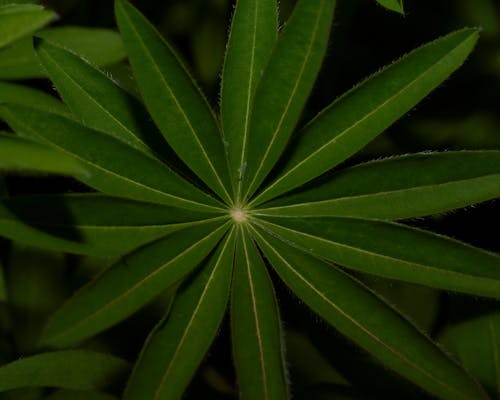 Δωρεάν στοκ φωτογραφιών με lupinus polyphyllus, macro, αιχμηρός