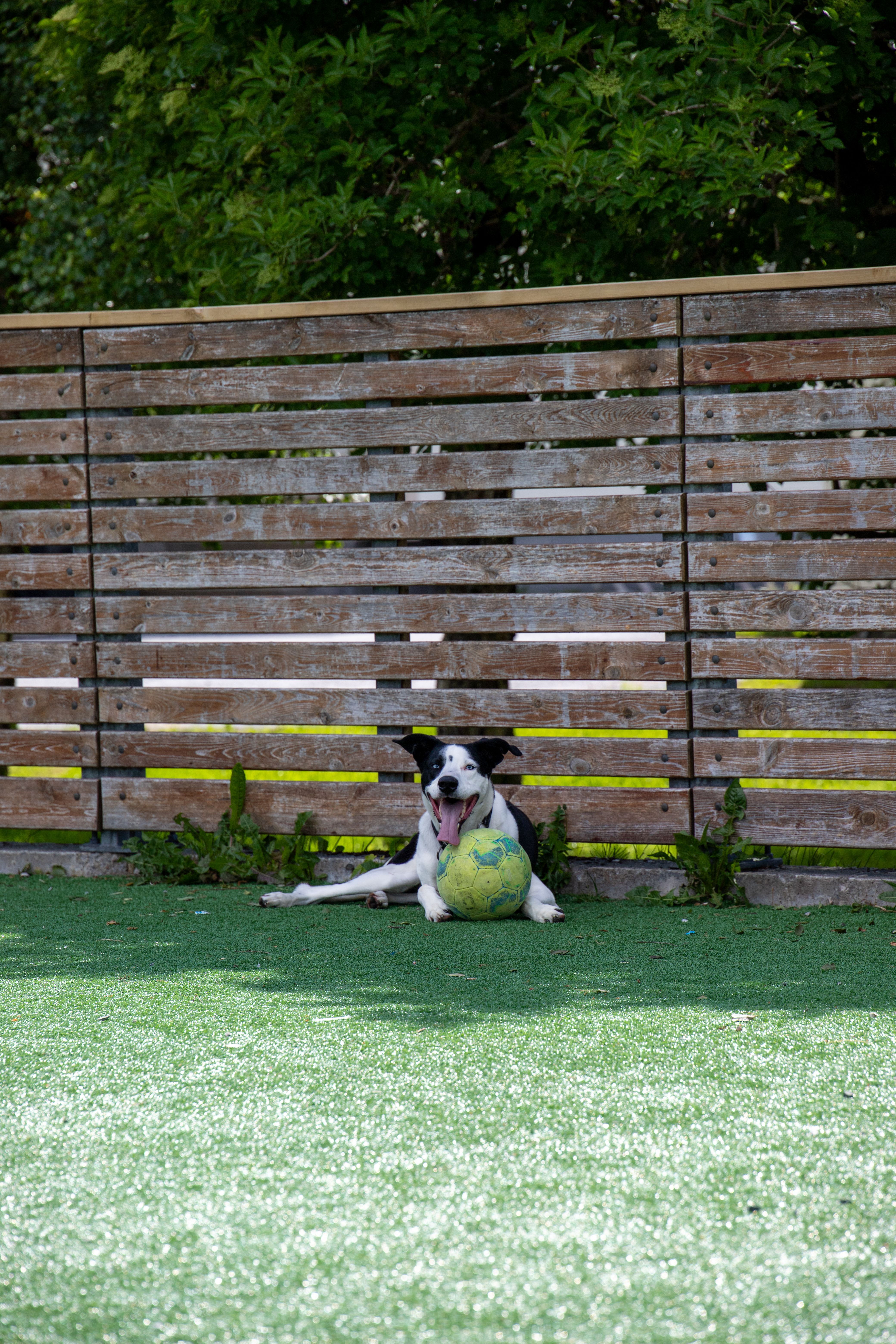 Synthetic grass installation creating a low-maintenance pet-friendly landscape in Windsor