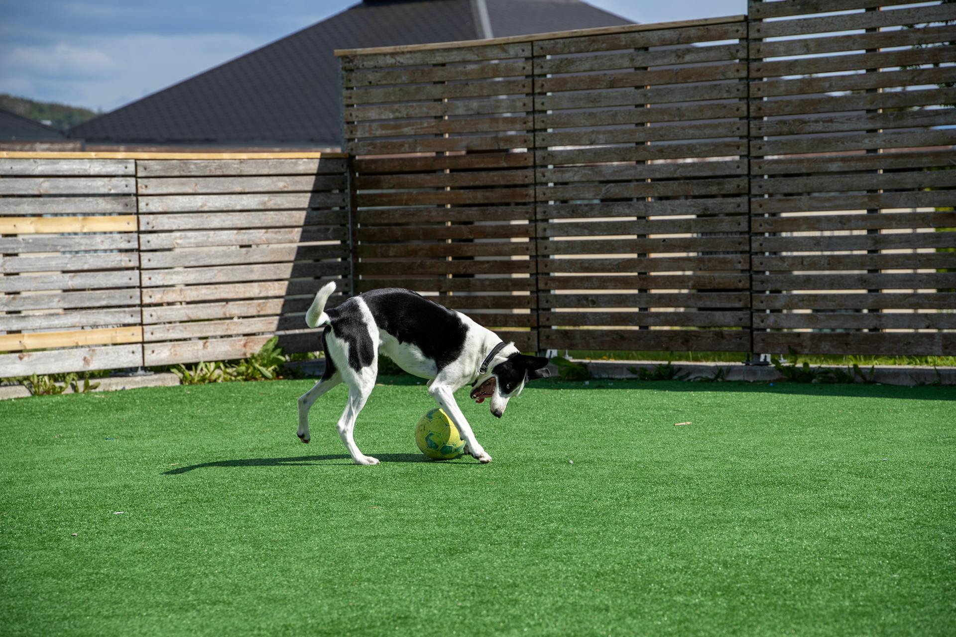 Black and White Dog Playing with Ball in Garden