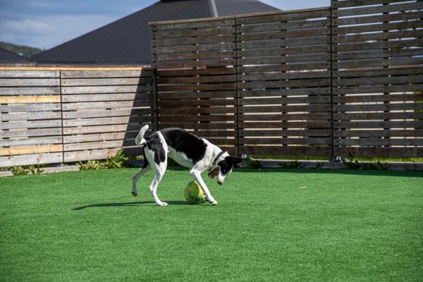 Black and white dog playing with a ball on artificial grass in an enclosed yard.
