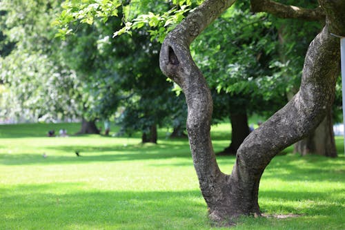 A tree with a large branch in the middle of a park
