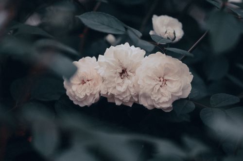 Free A captivating image of white roses in soft focus with lush green leaves, perfect for nature and floral themes. Stock Photo