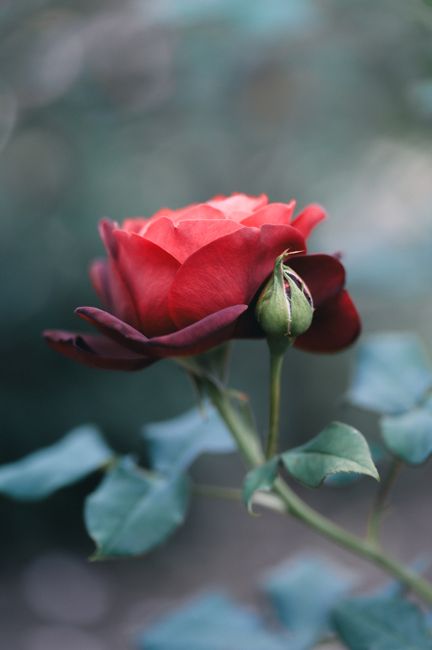 A detailed close-up of a vibrant red rose with a budding rose on a blurred garden background.